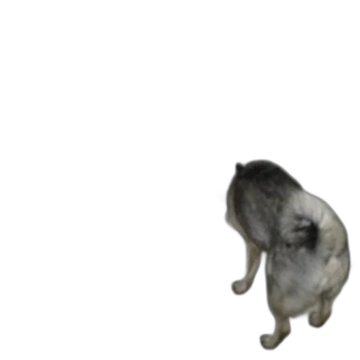 animal, creature, staff, hair transparent PNG cut-out