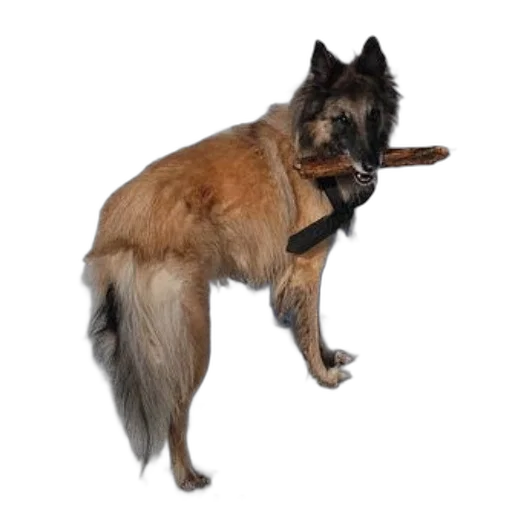 staff, animal, weapon, creature transparent PNG cut-out