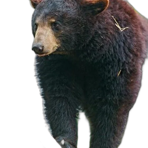 animal, creature, staff, face transparent PNG cut-out