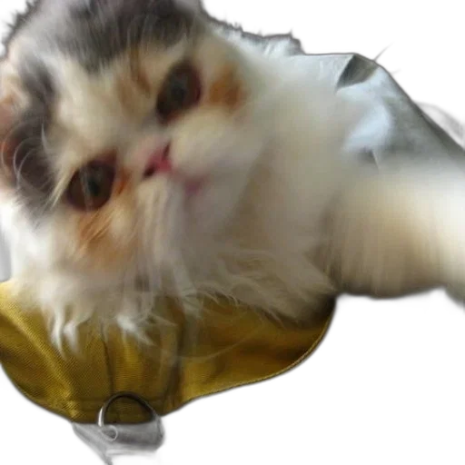 creature, animal, food, shoes transparent PNG cut-out