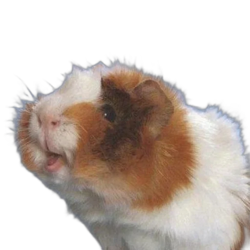 animal, creature, face, food transparent PNG cut-out