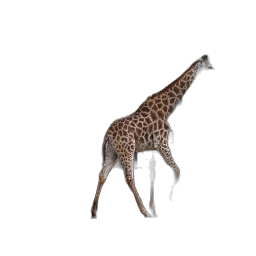 animal, creature, staff, jewelry transparent PNG cut-out