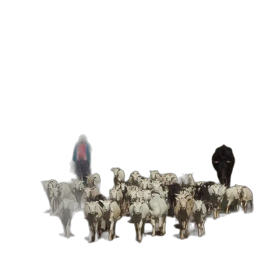 animal, creature, weapon, staff transparent PNG cut-out