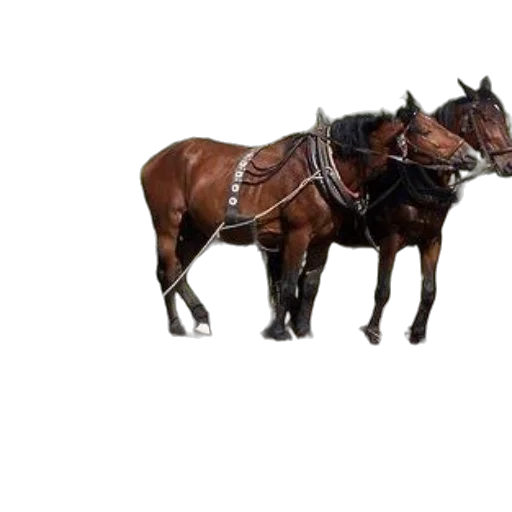 animal, car, furniture, weapon transparent PNG cut-out