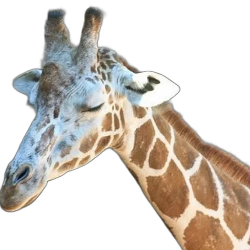 animal, creature, staff, face transparent PNG cut-out
