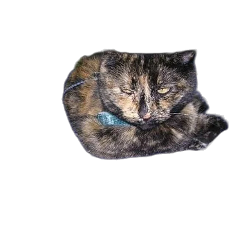 staff, animal, creature, jewelry transparent PNG cut-out