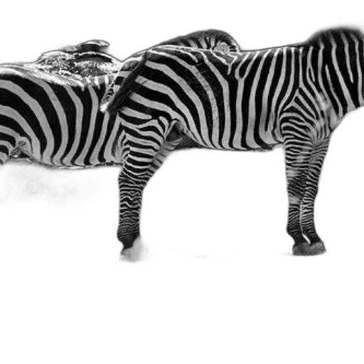 animal, furniture, creature, shoes transparent PNG cut-out