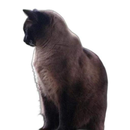 animal, staff, creature, crown transparent PNG cut-out