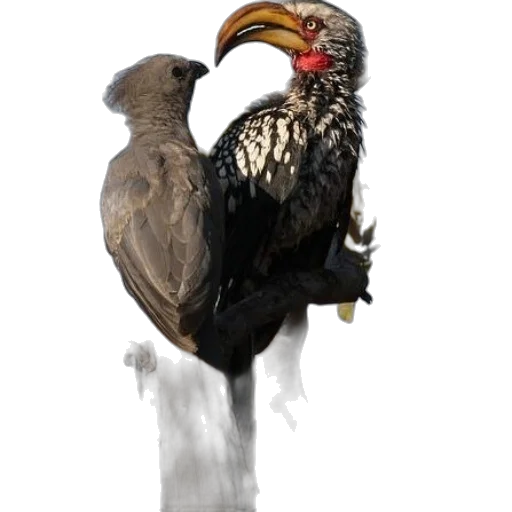 animal, staff, creature, weapon transparent PNG cut-out