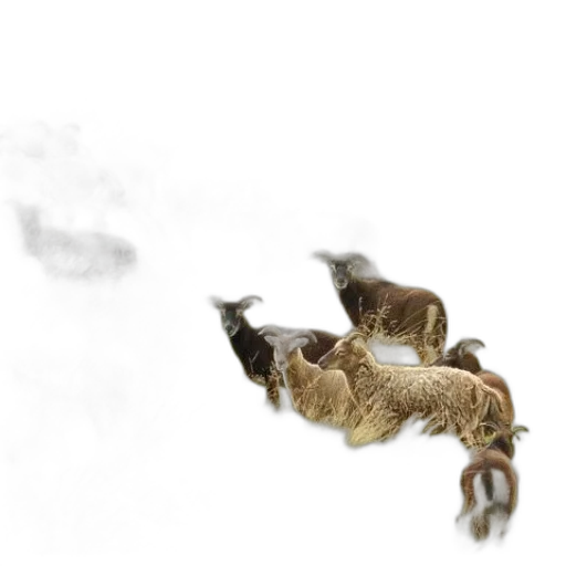 animal, dragon, creature, photorealistic transparent PNG cut-out