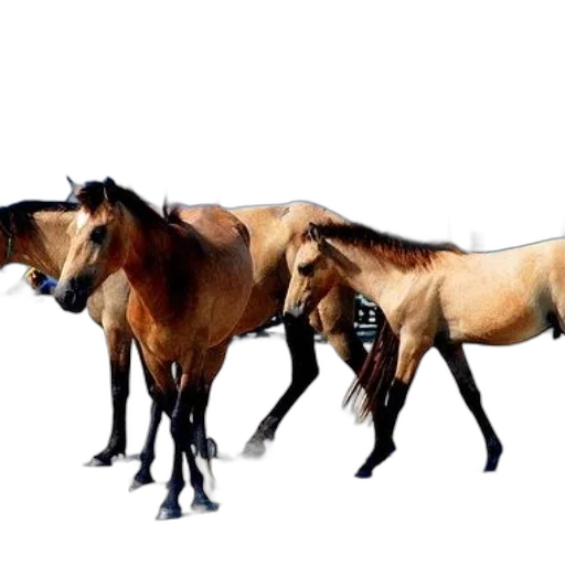 animal, photorealistic, concept art, 3d render transparent PNG cut-out