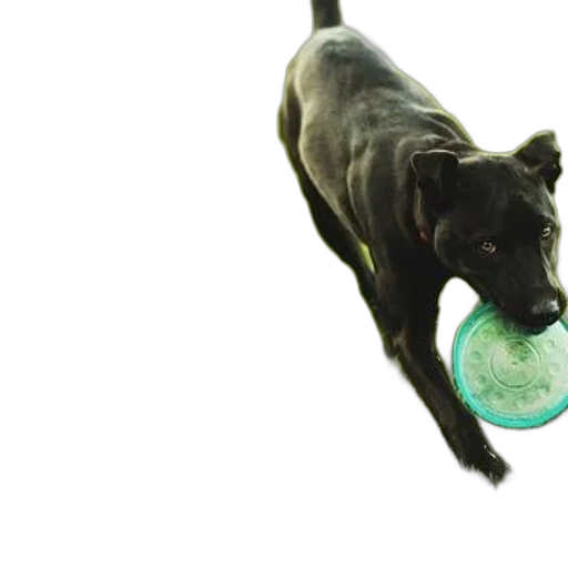 animal, 3d render, photorealistic, black transparent PNG cut-out
