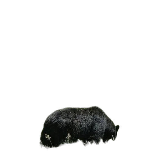 animal, hair, hat, creature transparent PNG cut-out