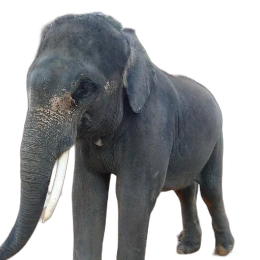 animal, creature, staff, 3d render transparent PNG cut-out