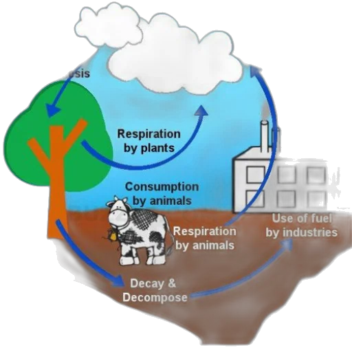 diagram, illustrating, carbon, cycle transparent PNG cut-out