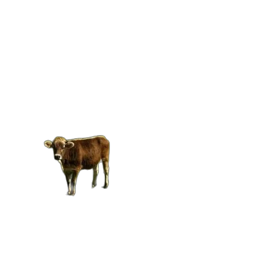 animal, creature, food, furniture transparent PNG cut-out