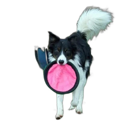 staff, animal, umbrella, creature transparent PNG cut-out