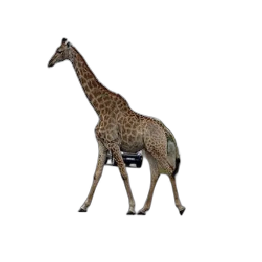 animal, creature, staff, jewelry transparent PNG cut-out