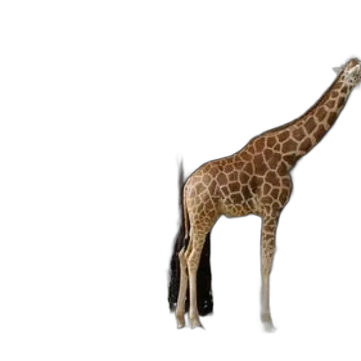 animal, creature, staff, weapon transparent PNG cut-out