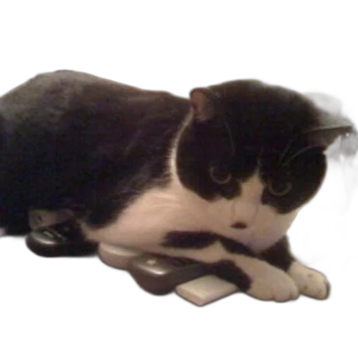 animal, creature, staff, hat transparent PNG cut-out