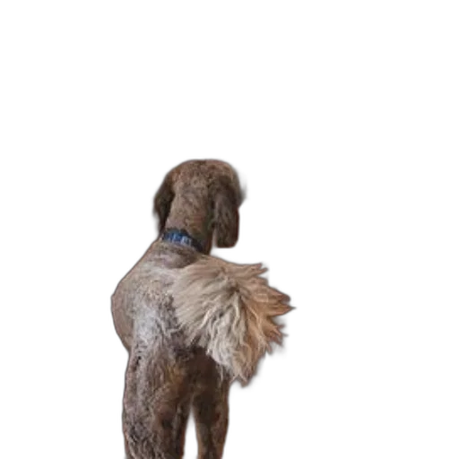 staff, animal, hair, creature transparent PNG cut-out