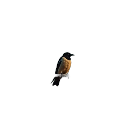 animal, creature, staff, jacket transparent PNG cut-out