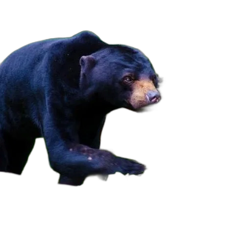 animal, creature, food, weapon transparent PNG cut-out