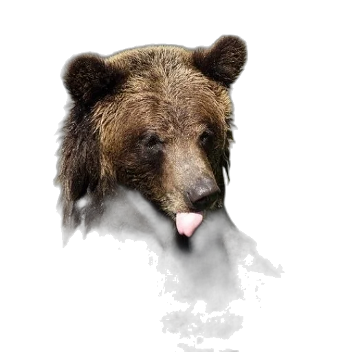 animal, creature, face, food transparent PNG cut-out
