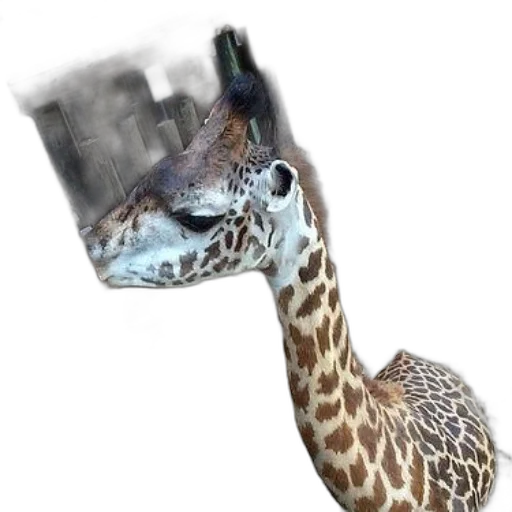 animal, hat, creature, bottle transparent PNG cut-out