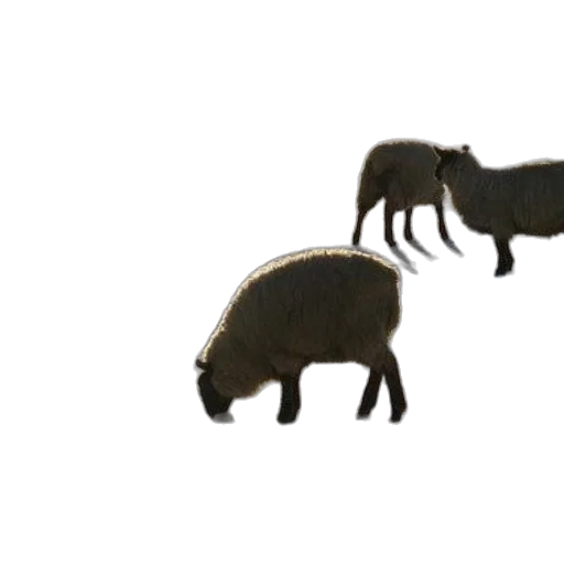 animal, creature, weapon, furniture transparent PNG cut-out