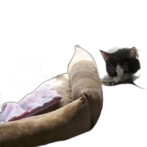 staff, animal, shoes, creature transparent PNG cut-out