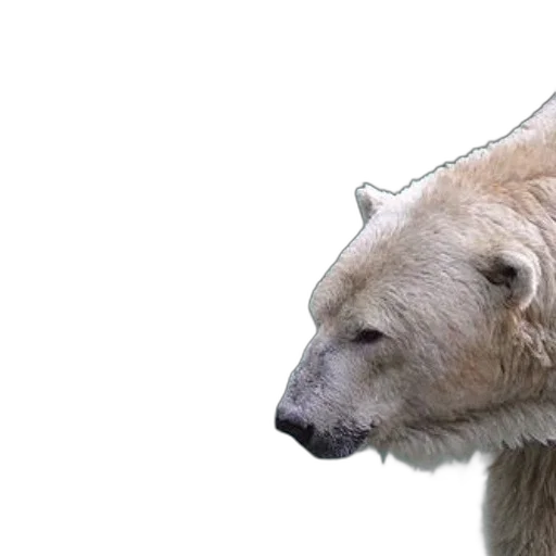 animal, creature, face, hat transparent PNG cut-out