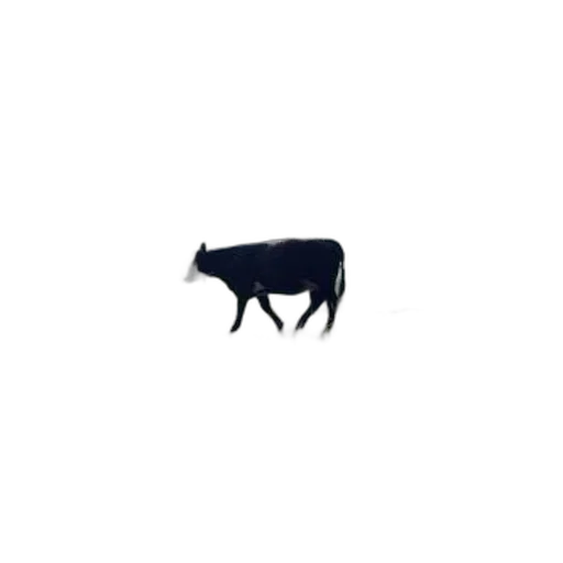 animal, creature, food, hat transparent PNG cut-out