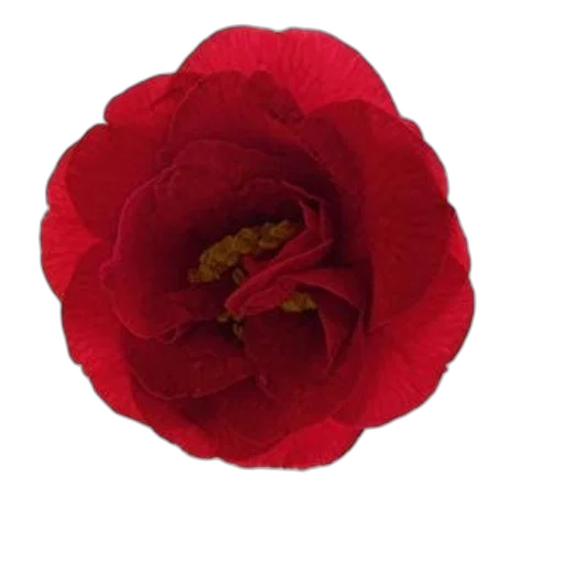 flower, crown, jewelry, hat transparent PNG cut-out