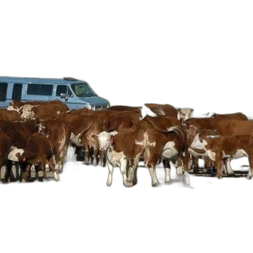car, animal, herd, brown transparent PNG cut-out