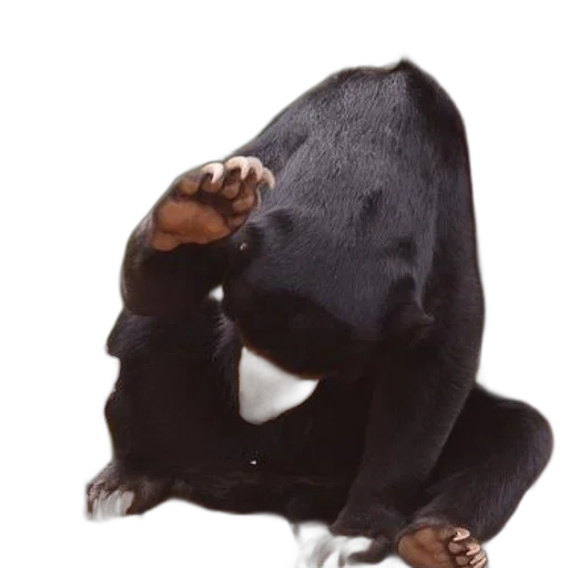 jacket, mask, creature, animal transparent PNG cut-out