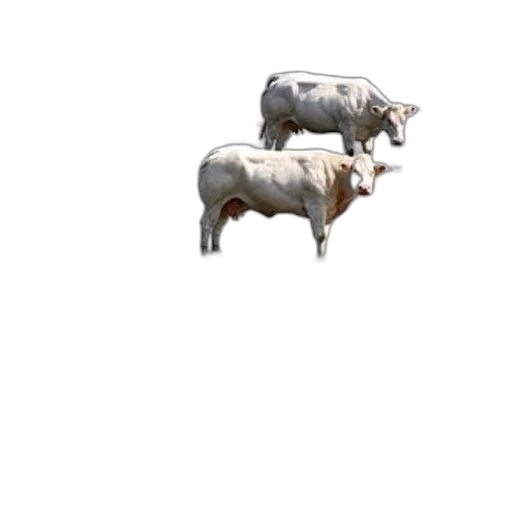 animal, creature, weapon, food transparent PNG cut-out