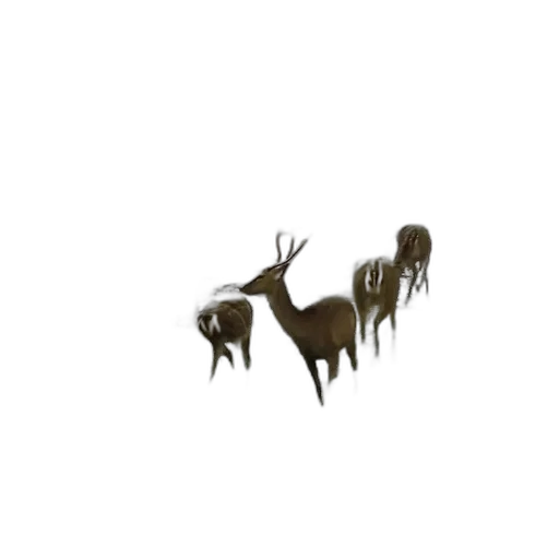 animal, crown, creature, furniture transparent PNG cut-out