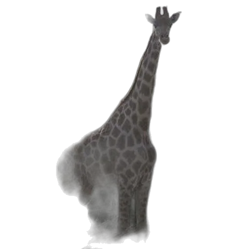 animal, creature, staff, dress transparent PNG cut-out