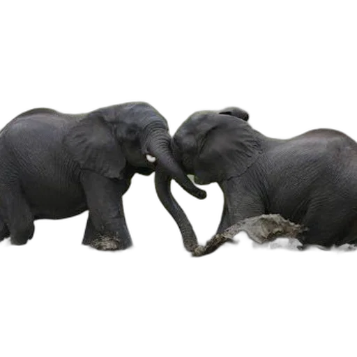 animal, two, elephants, playfully transparent PNG cut-out