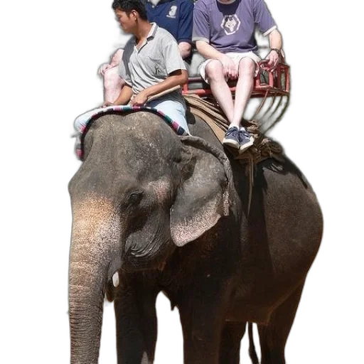animal, staff, umbrella, creature transparent PNG cut-out