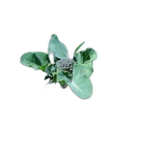 flower, crown, jewelry, food transparent PNG cut-out