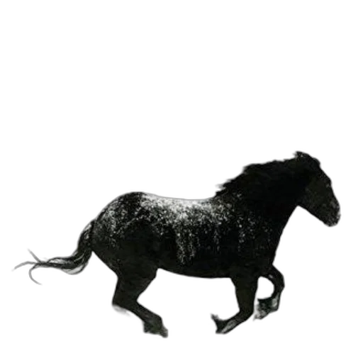 animal, staff, hair, creature transparent PNG cut-out