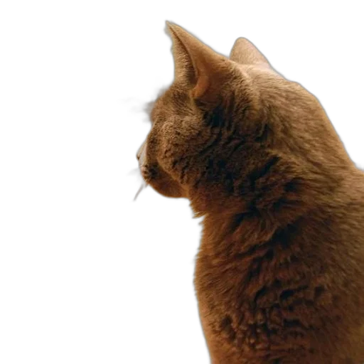 animal, cat, sits, front transparent PNG cut-out