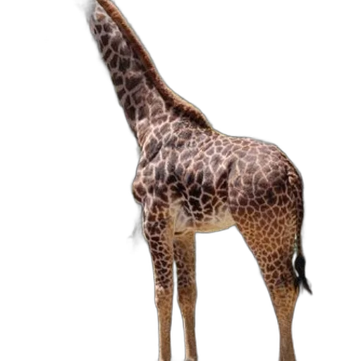 animal, creature, staff, weapon transparent PNG cut-out