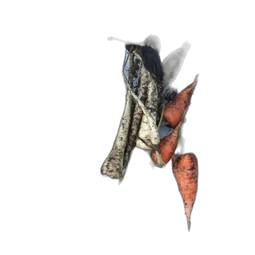 animal, food, shoes, staff transparent PNG cut-out