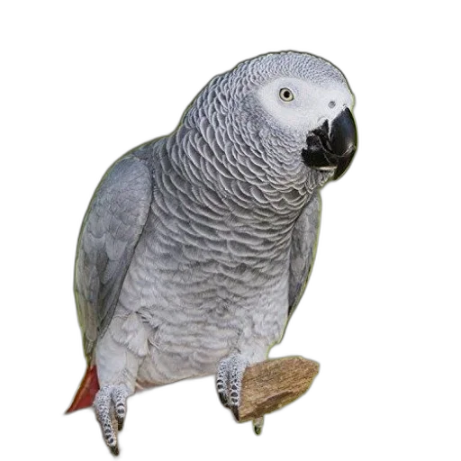 animal, staff, creature, jewelry transparent PNG cut-out