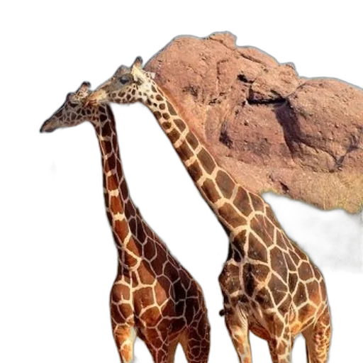 animal, creature, hat, face transparent PNG cut-out