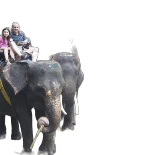 animal, group, people, ride transparent PNG cut-out