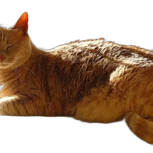 animal, creature, staff, food transparent PNG cut-out